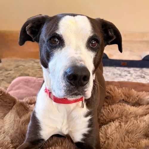 Photo of Pete, adoptable Labrador Retriever in Canton, Connecticut