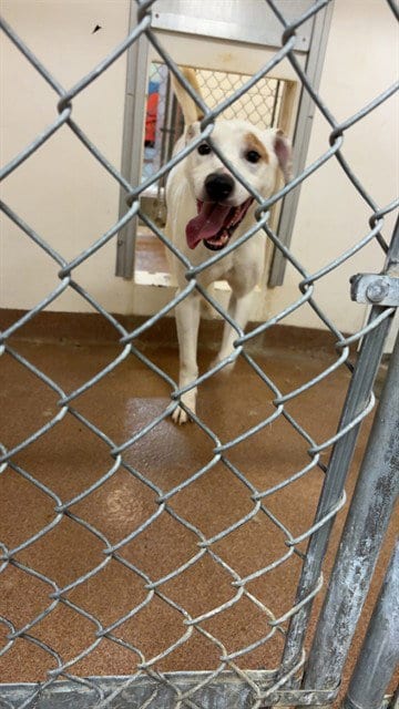 Photo of Marvin, adoptable Pit Bull Terrier in Casper, Wyoming