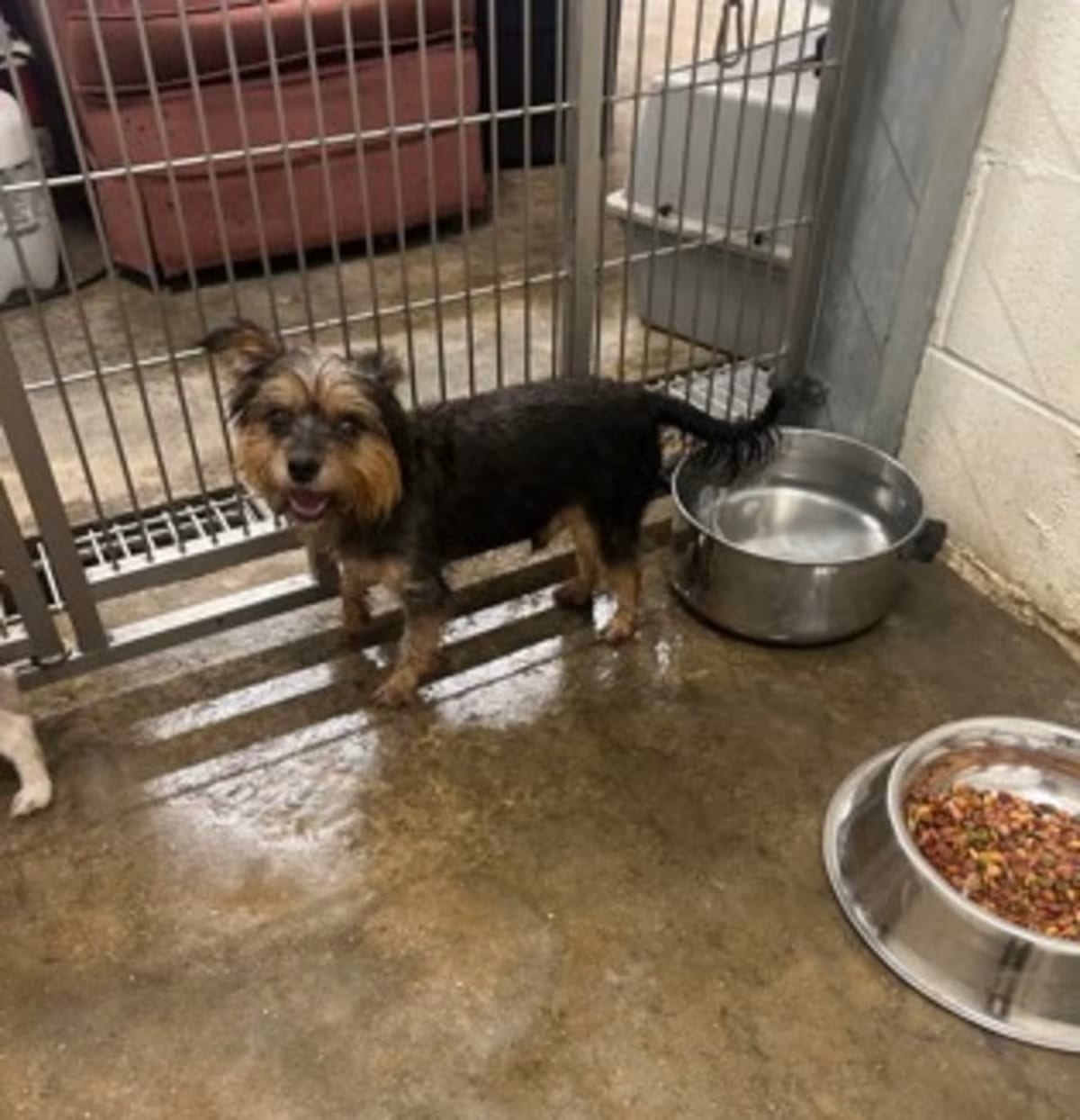 Photo of Thor, adoptable Yorkie, Yorkshire Terrier in Yellville, Arkansas