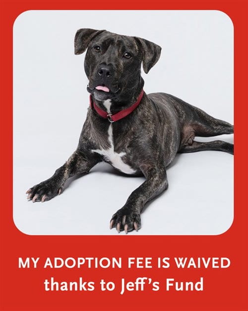 Photo of Manny, adoptable Plott Hound in Dedham, Massachusetts