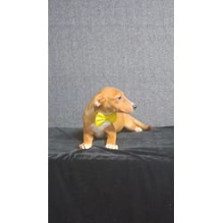 Photo of Melanie, adoptable Mixed Breed (Medium) in Medfield, Massachusetts