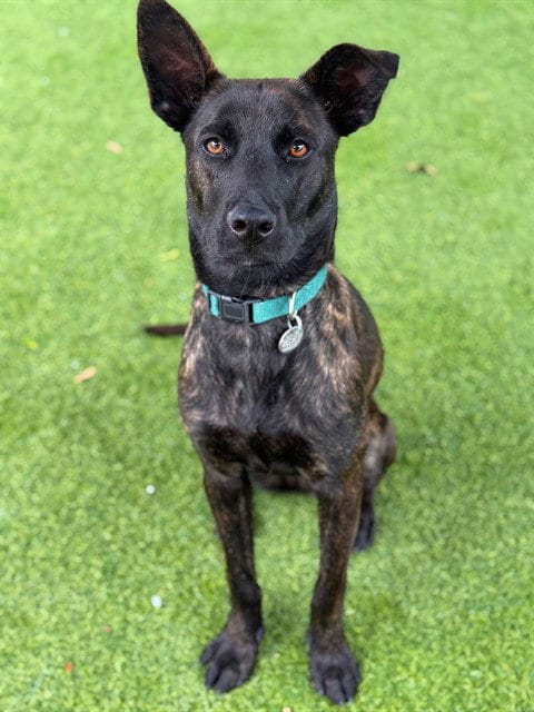 Photo of Raspberry, adoptable Belgian Shepherd Malinois in Agoura, California