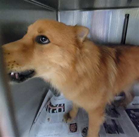 Photo of Astr0, adoptable Akita in Van Nuys, California