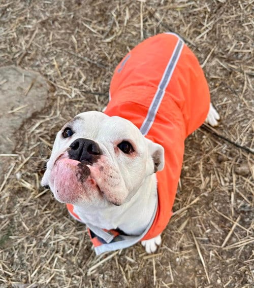 Photo of Daisy Mae, adoptable Bulldog in Landenberg, Pennsylvania