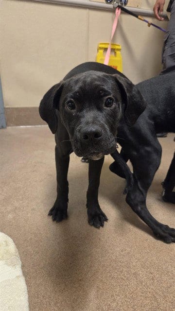 Photo of Holly, adoptable Cane Corso Mastiff in San Jose, California