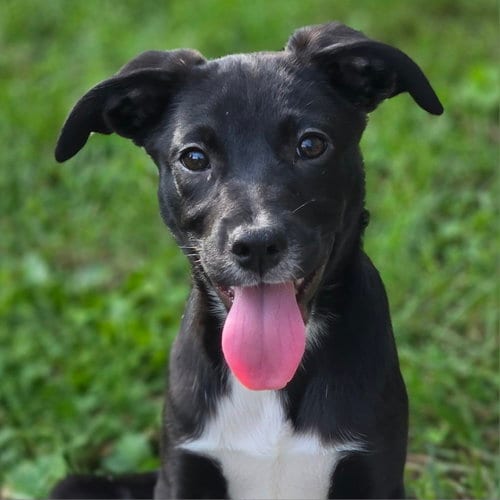 Photo of Dot, adoptable Labrador Retriever in Normal, Illinois