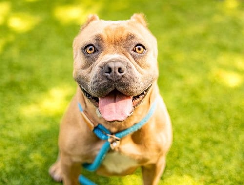 Photo of Nova, adoptable American Bulldog in San Jose, California