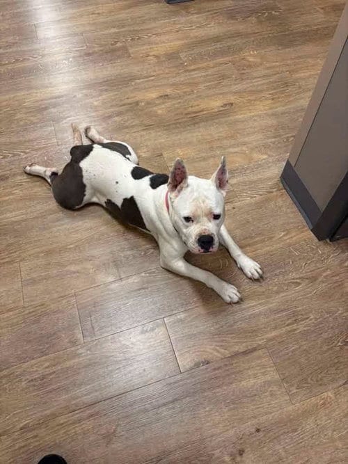 Photo of Liberty, adoptable American Pit Bull Terrier in Pottstown, Pennsylvania