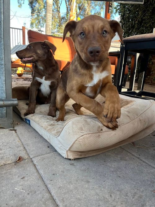 Photo of Walter, adoptable Labrador Retriever in Dana Point, California