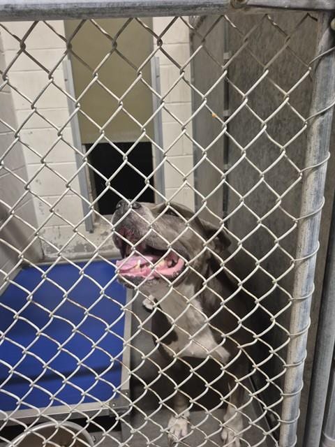 Photo of Apple Pie, adoptable Pit Bull Terrier in St. Cloud, Florida