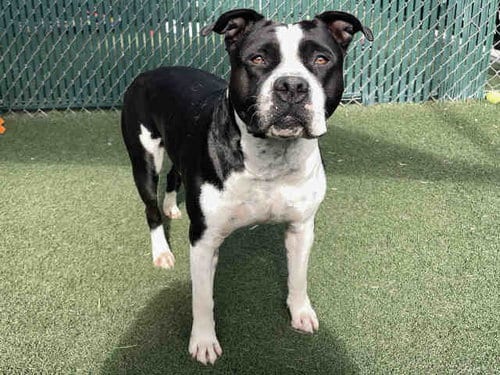 Photo of Zonna, adoptable Pit Bull Terrier in Bonita, California