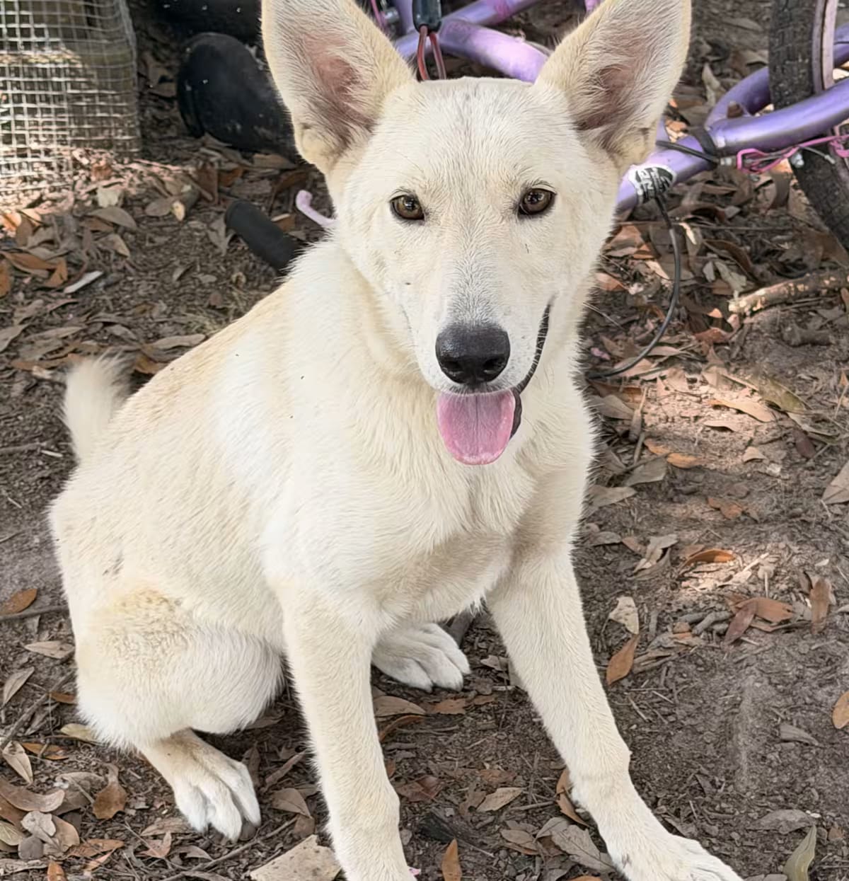 Photo of Izzy, adoptable German Shepherd Dog in Cairo, Georgia