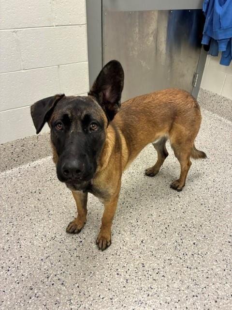 Photo of Chaco, adoptable Belgian Shepherd Malinois in Brighton, Colorado