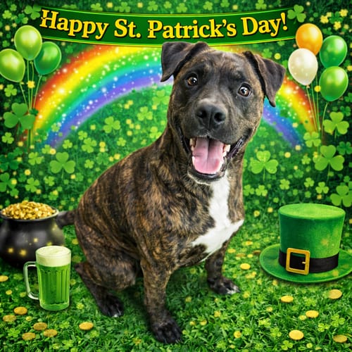 Photo of Zach, adoptable Pit Bull Terrier in Sistersville, West Virginia