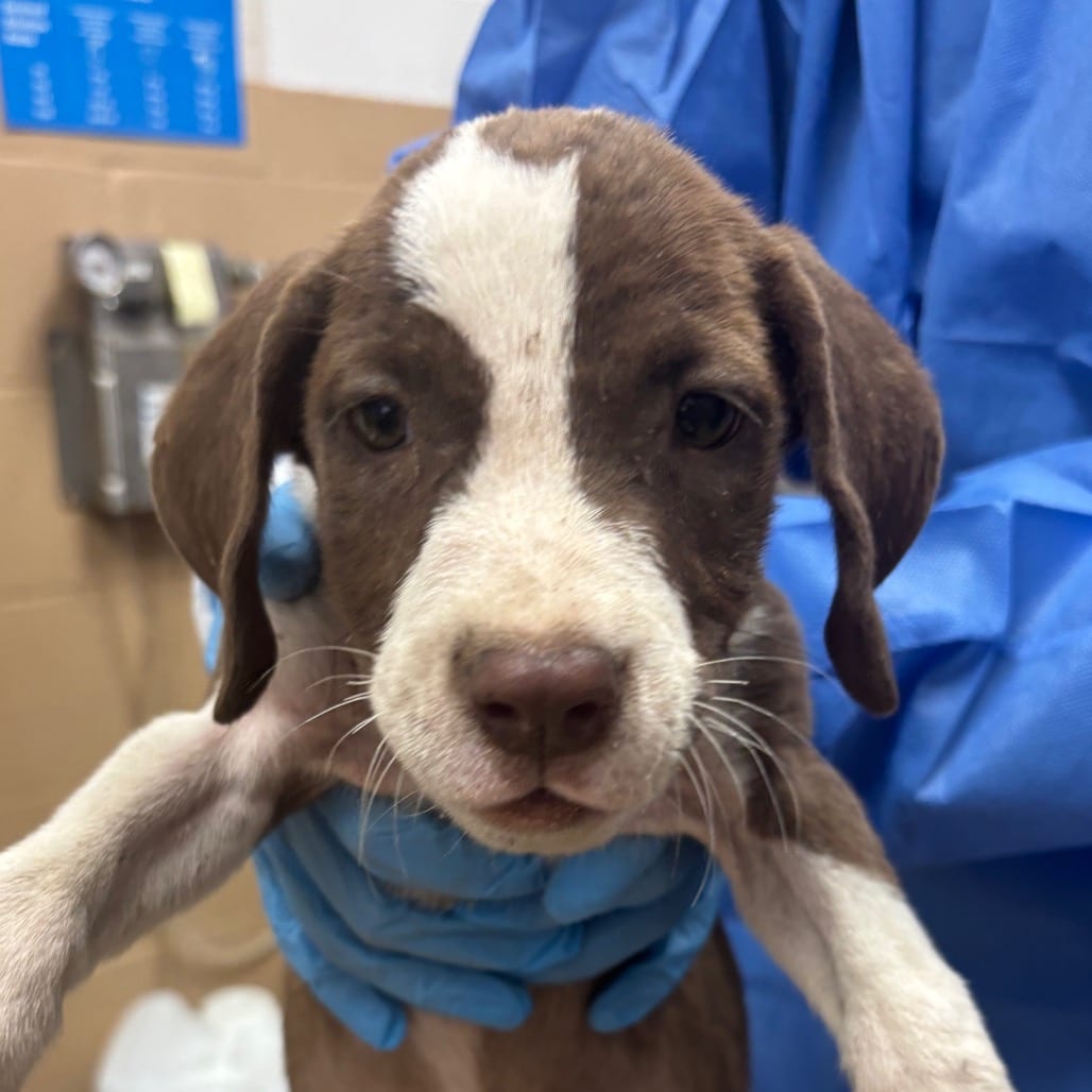 Photo of Brown Sugar, adoptable Pointer / Mix in Brownsville, Texas