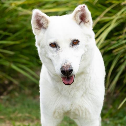 Photo of Honda, adoptable Siberian Husky in Camarillo, California