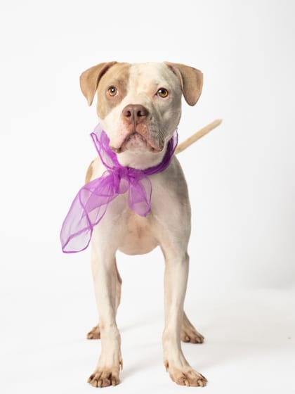 Photo of Zaxby, adoptable dog in Atlanta, Georgia