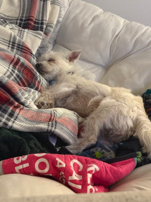 Photo of Sally, adoptable Terrier in Bellevue, Washington