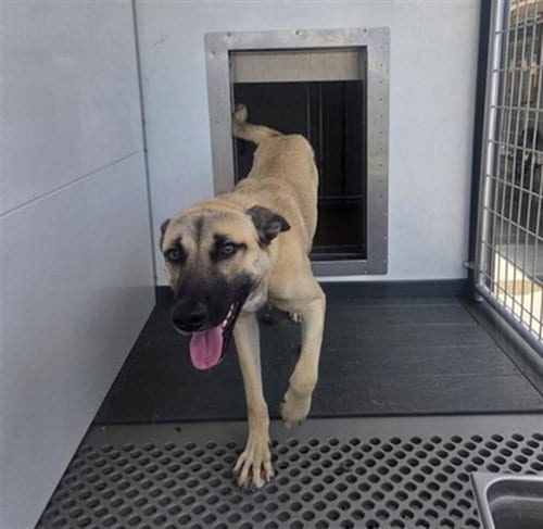 Photo of Ellie, adoptable German Shepherd Dog in San Bernardino, California