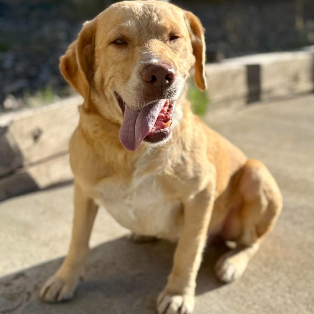 Photo of Lafayette, adoptable Retriever / Mixed Breed (Medium) in Bend, Oregon