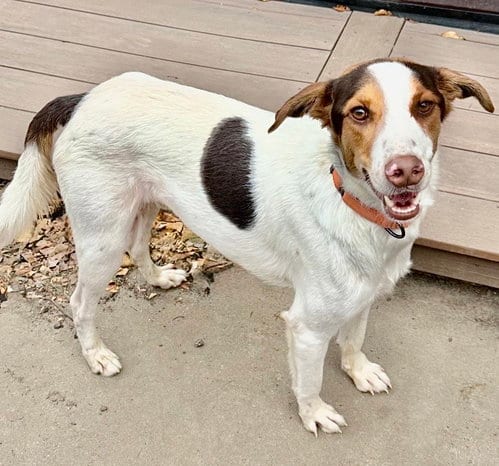 Photo of Lucky, adoptable Jack Russell Terrier in Omaha, Nebraska