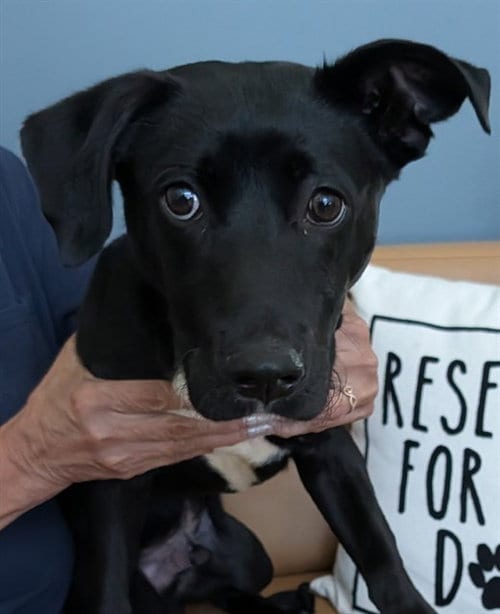 Photo of Billy, adoptable Labrador Retriever in Lee's Summit, Missouri