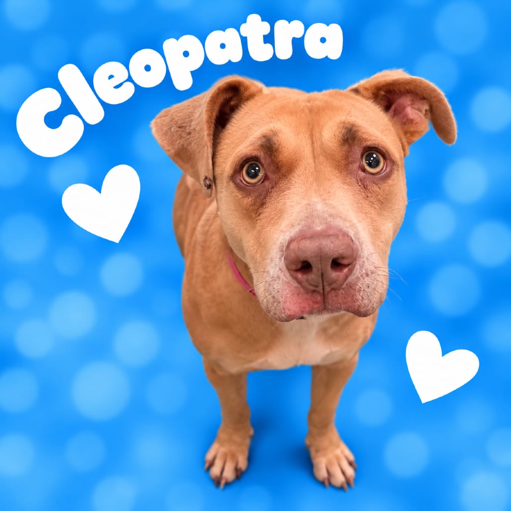 Photo of Cleopatra, adoptable dog