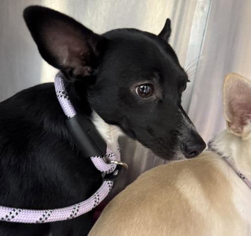 Photo of Lee, adoptable Chihuahua in San Pedro, California