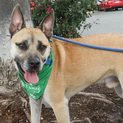 Photo of Colton, adoptable Shepherd in Washington, District of Columbia