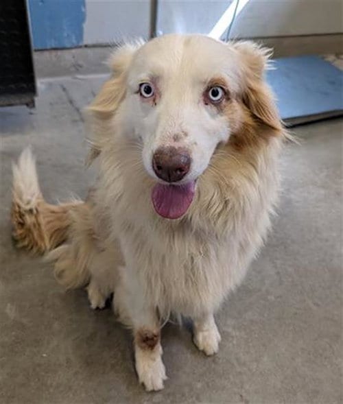 Photo of Casserole, adoptable Australian Shepherd in Camarillo, California