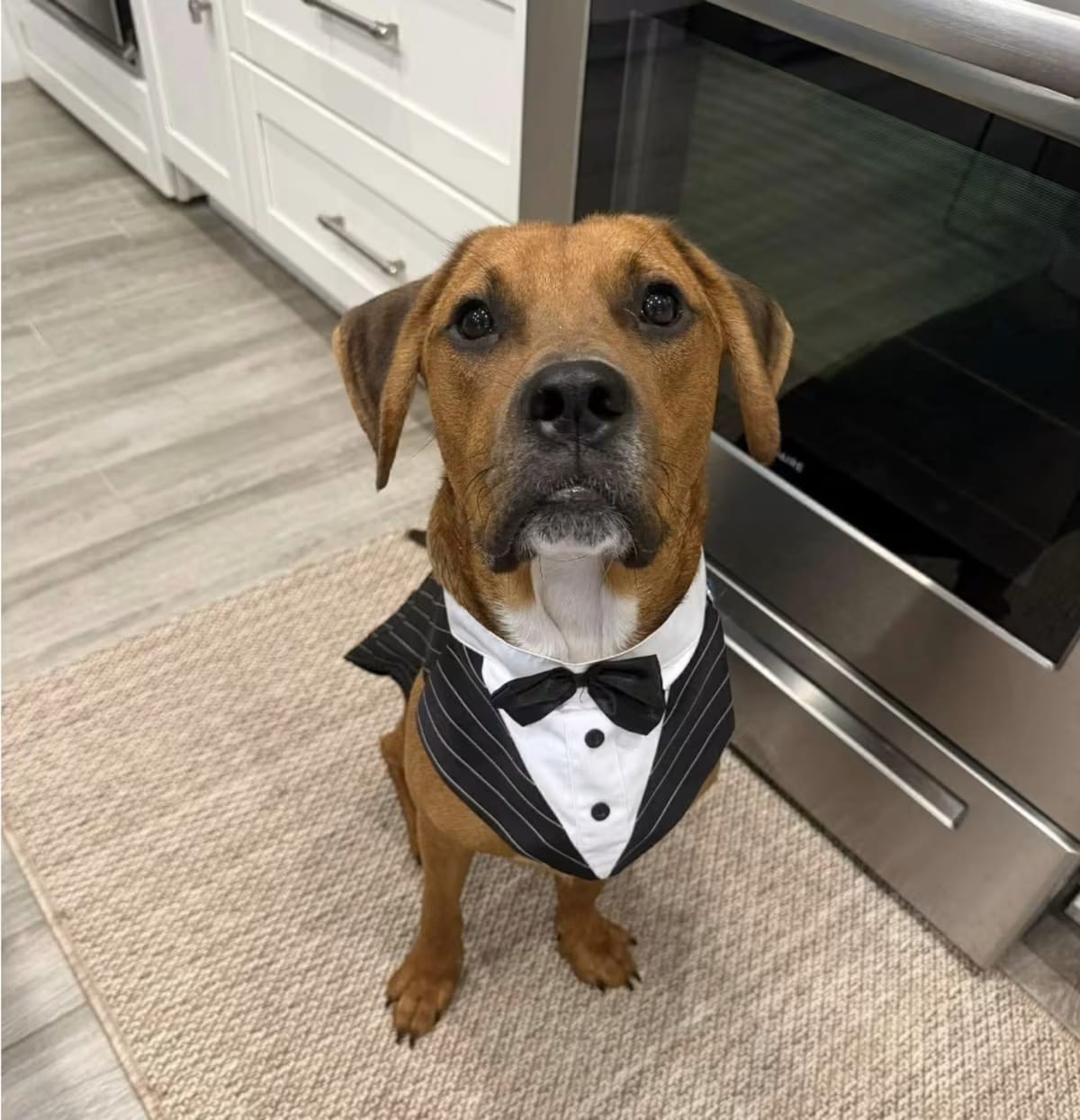 Photo of Huckleberry, adoptable Labrador Retriever/Coonhound in Melbourne, Florida