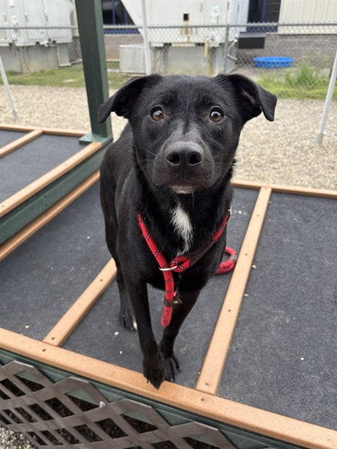Photo of London, adoptable Labrador Retriever in Palmetto, Florida