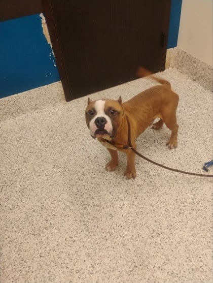 Photo of Meatball Marinara, adoptable dog in Atlanta, Georgia