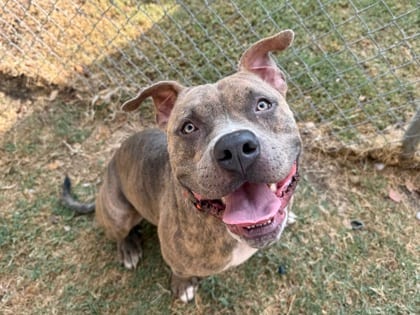 Photo of Acer, adoptable dog in Georgetown, Texas