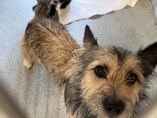 Photo of Batman, adoptable Cairn Terrier in Orange, California