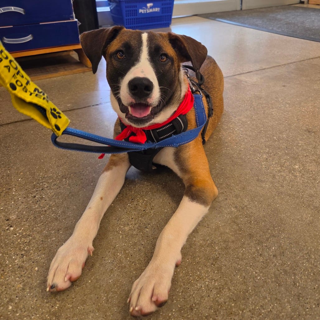Photo of Calvin, adoptable Feist in Normal, Illinois