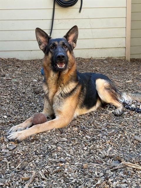 Photo of Gizmo, adoptable German Shepherd Dog in Placerville, California