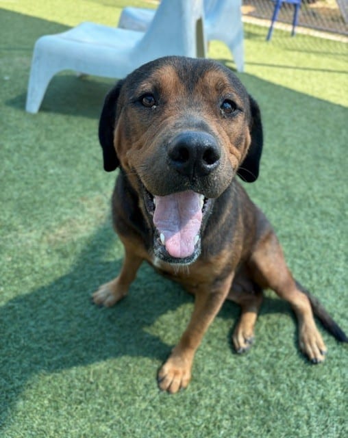 Photo of Raya, adoptable Mixed Breed