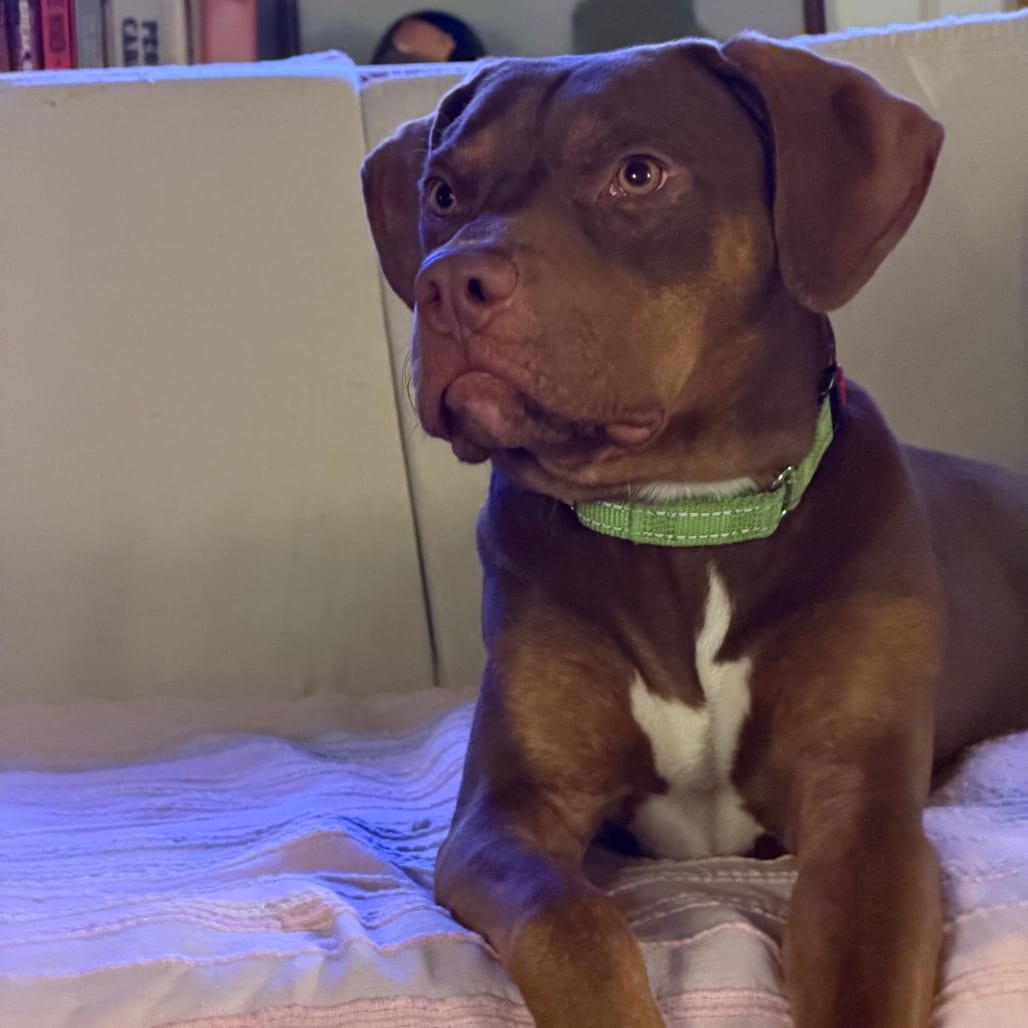 Photo of Daphne (Shelby), adoptable Terrier, Pit Bull in Ballston Spa, New York