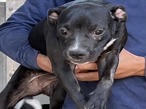 Photo of Cinnamon, adoptable Pit Bull Terrier in Los Angeles, California