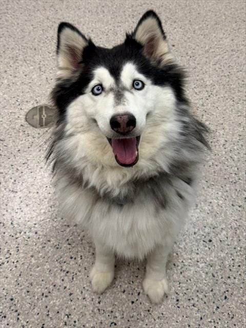Photo of Lena, adoptable Alaskan Malamute in Brighton, Colorado