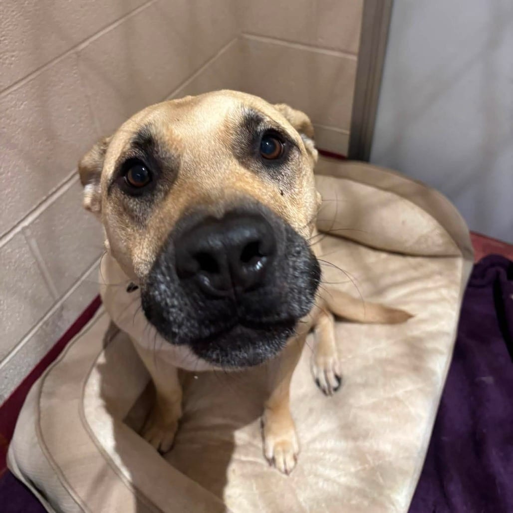Photo of Mars, adoptable Retriever, Labrador in Waynesboro, Pennsylvania