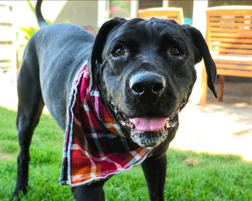 Photo of Dudley-Special Needs - Adopt Me, adoptable Cane Corso Mastiff in Lake Forest, California