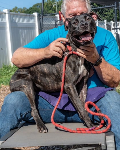Photo of Carroway, adoptable dog in Chamblee, Georgia