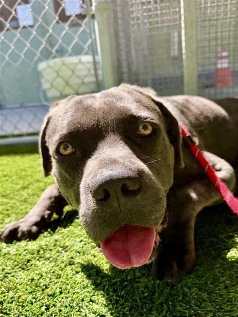 Photo of Maxx, adoptable Mastiff in Los Angeles, California