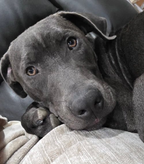 Photo of Bodey, adoptable Labrador Retriever in Germantown, Ohio
