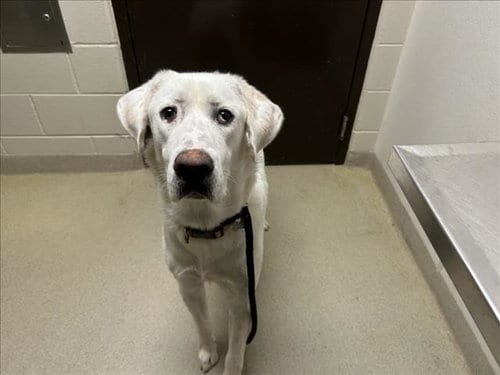 Photo of Lucy, adoptable Great Dane in Chapel Hill, North Carolina
