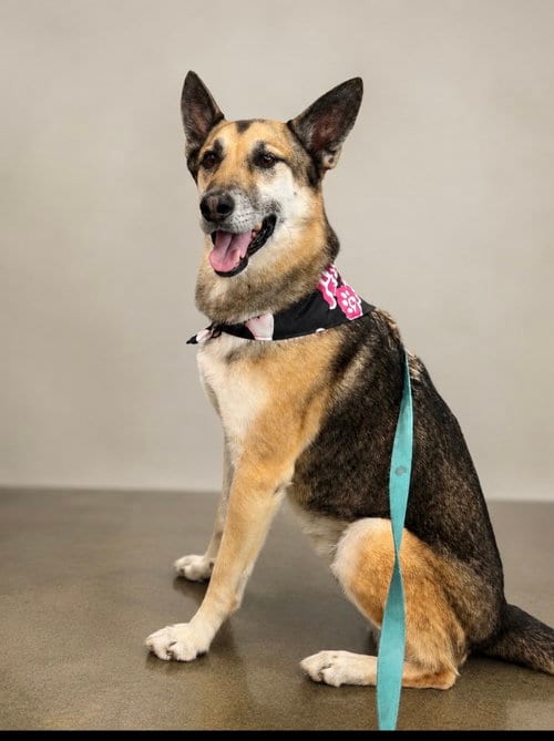 Photo of Axel, adoptable German Shepherd Dog in Euless, Texas