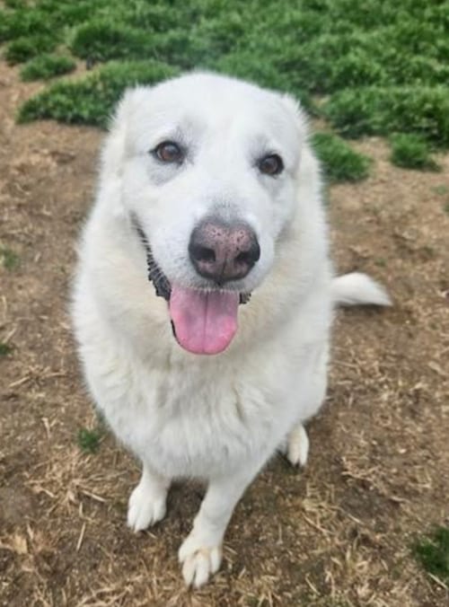 Photo of Opal, adoptable Great Pyrenees in Thomasville, North Carolina