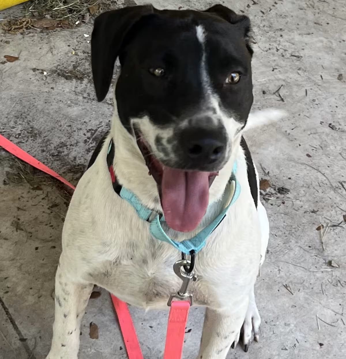 Photo of Jet, adoptable Pit Bull Terrier/Pointer in Live Oak, Florida